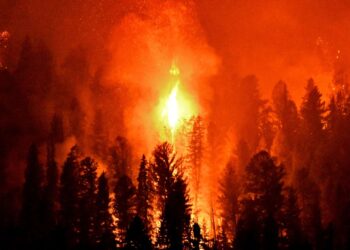 Veld fires in the Eastern Cape are destroying vital agricultural assets and livelihoods, but community efforts, firefighting support, and donations offer hope amidst widespread destruction. Photo: Supplied/Canva