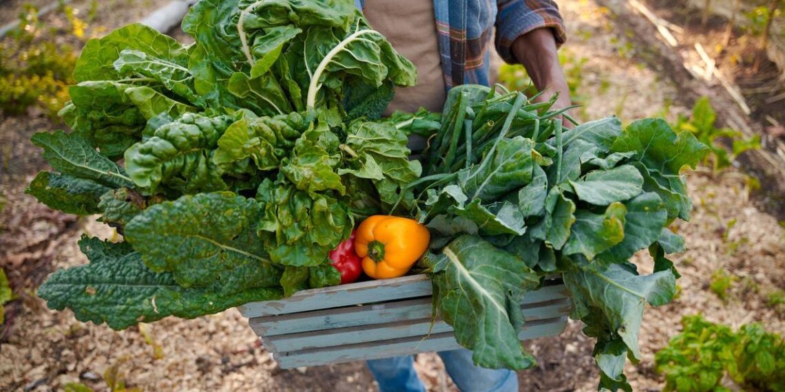 South Africa's farmers confront the realities of climate change. Dr Peter Johnston discusses the challenge of maintaining crop viability in changing climates, while Dr Hennie Groenewald explains the science of genome editing, regulatory framework and how genome editing can enhance profitability across the value chain. Photo: Supplied/Food For Mzansi
