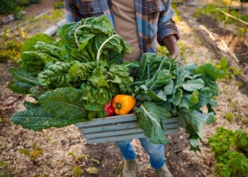 The future of climate-resilient and genome-edited crops