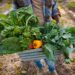 The future of climate-resilient and genome-edited crops