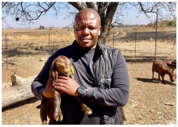 Voermol Feeds the winning recipe for Ben’s livestock success
