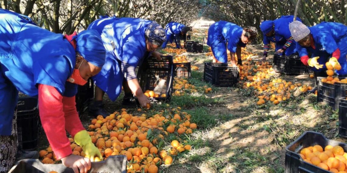 South Africa’s rural areas, although impacted by poverty and unemployment, have immense untapped potential to boost both economic growth and food security. Photo: Supplied/Food For Mzansi