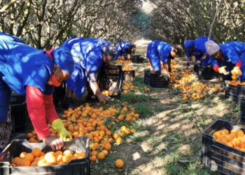 Farm extension services key to inclusive agricultural success