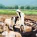 Goat farming: Key steps to get you started and grow