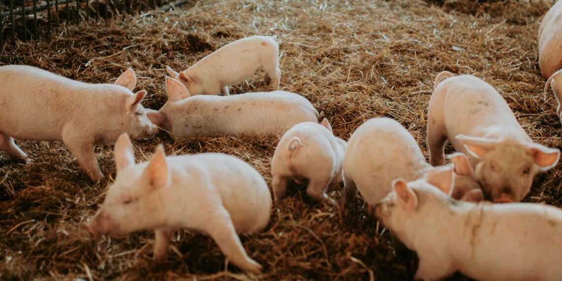 Participants get practical, hands-on training in pig production this week, covering everything from breeding and feeding to housing, hygiene, and farm management. Photo: Supplied/Food For Mzansi