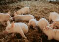 Participants get practical, hands-on training in pig production this week, covering everything from breeding and feeding to housing, hygiene, and farm management. Photo: Supplied/Food For Mzansi