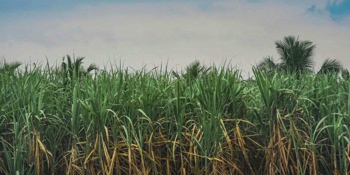 Farmers across South Africa are encouraged to join commodity organisations for support and growth. Photo:Supplied/Food For Mzansi