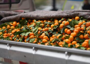 Citrus farmers profit from juice market amid export challenges