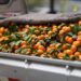 Citrus farmers profit from juice market amid export challenges