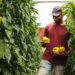 Effective crop protection strategies to take your farm forward