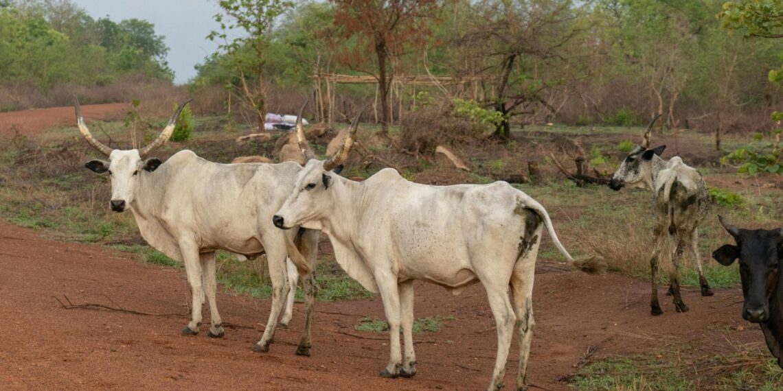 RMIS encourages farmers to embrace circular nutrient systems to achieve eco-friendly, profitable cattle farming. Photo: Supplied/Food For Mzansi