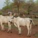 Farmers urged to embrace nutrient cycling for better gains