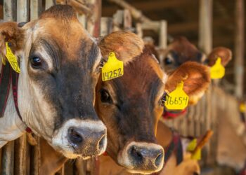 RMIS will have another monthly webinar, this time on one of the most pressing issues facing livestock producers today: the forces shaping market prices. Photo: Supplied/Food For Mzansi