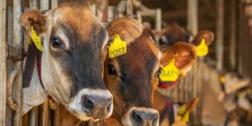 RMIS will have another monthly webinar, this time on one of the most pressing issues facing livestock producers today: the forces shaping market prices. Photo: Supplied/Food For Mzansi