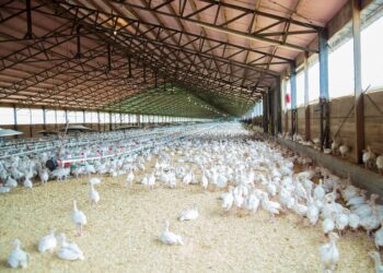 One of the events to look out for is a poultry short course by Agri Skills Transfer.  Photo: Pixabay