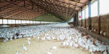 One of the events to look out for is a poultry short course by Agri Skills Transfer. Photo: Pixabay