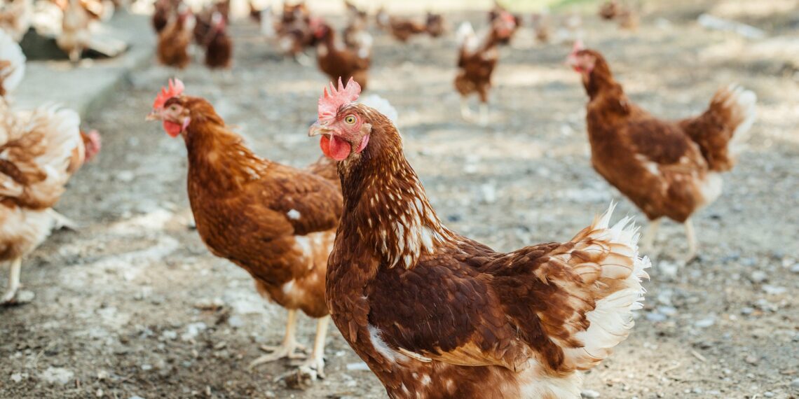 Poultry industry stakeholders are pressing for a renewed focus on tariff restructuring to curb illegal chicken imports and promote local production. Photo: Pixabay