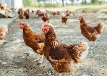 Poultry industry urges master plan revamp to address trade tariffs