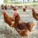Poultry industry urges master plan revamp to address trade tariffs