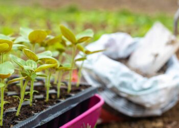 Fertiliser prices dropped by 10% in 2024, boosting optimism in South Africa’s agriculture sector as reflected by a 10-point rise in the Agbiz/IDC Confidence Index. Photo: Supplied/Food For Mzansi