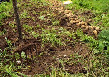 Soil health: Boost crop yields with infrared spectroscopy