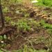 Soil health: Boost crop yields with infrared spectroscopy