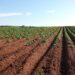 IR spectroscopy: An affordable solution for smart soil testing