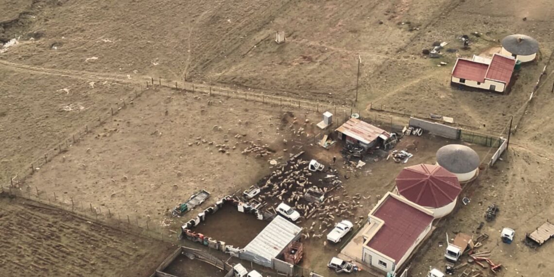 The South African Police Service has recovered stolen livestock in some areas of the Eastern Cape (particularly Qumbu). The estimated value of the livestock recovered is said to be worth more than R6 million. Photo: Supplied/Food For Mzansi