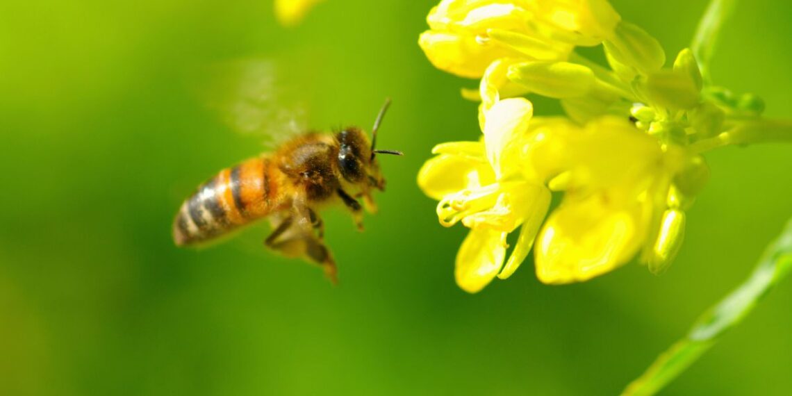 A honeybee gathers pollen from a blossom, providing essential pollination for agricultural crops. Photo: Supplied/Food For Mzansi