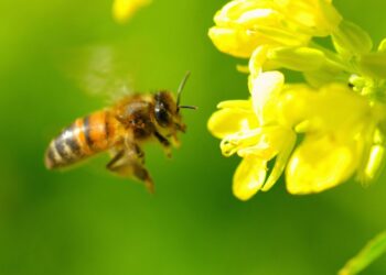 A honeybee gathers pollen from a blossom, providing essential pollination for agricultural crops. Photo: Supplied/Food For Mzansi