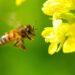 A honeybee gathers pollen from a blossom, providing essential pollination for agricultural crops. Photo: Supplied/Food For Mzansi