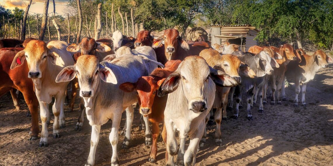 Minister John Steenhuisen has announced a national cattle vaccination drive to fight foot-and-mouth disease (FMD). Photo: Pixabay