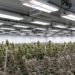 How Fluence’s LED solutions are boosting indoor cannabis farming