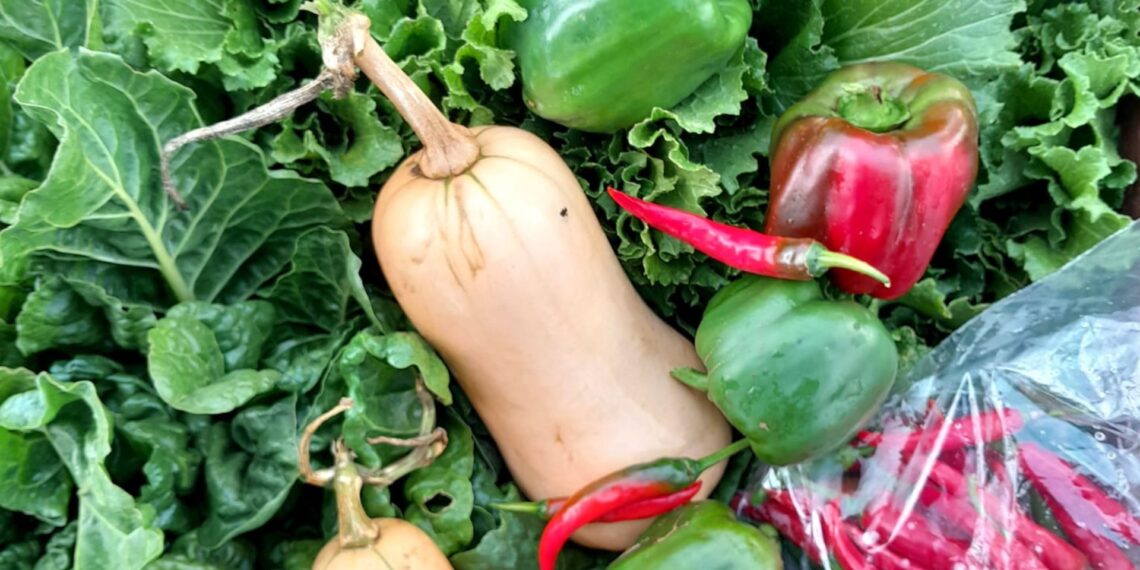 ProVeg South Africa calls for stronger oversight, safer practices, and a shift toward plant-based diets to curb the risks of contamination, and foodborne illnesses. Photo: Supplied/Food For Mzansi