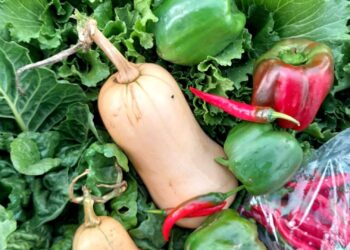 Farming friends turn lockdown losses into a permaculture haven