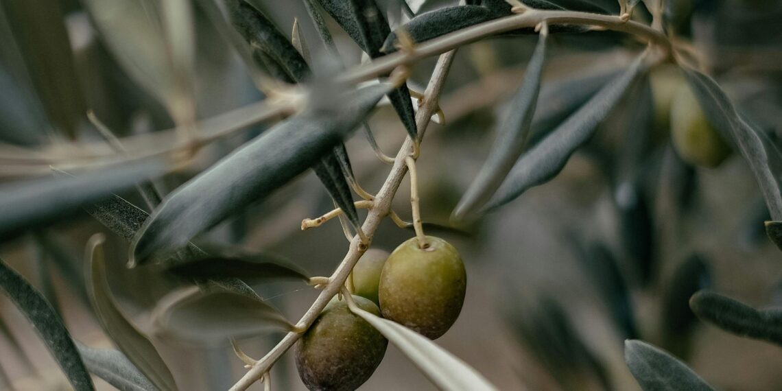 Experts discuss the challenges and opportunities in South Africa's olive oil industry.
Photo: Supplied/Food For Mzansi