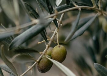 Rising demand fuels SA olive oil industry