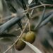 Rising demand fuels SA olive oil industry