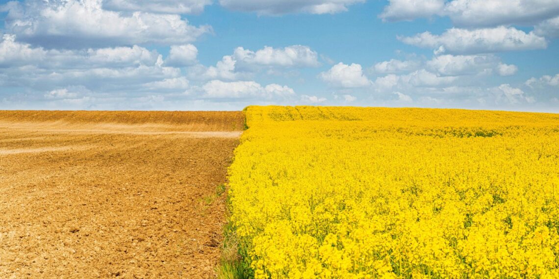 South Africa’s canola industry is poised for a record 2025–26 harvest. Experts cite strong planting, better weather, and rising export demand as key growth drivers. Photo: Supplied/Food For Mzansi