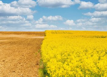 South Africa’s canola industry is poised for a record 2025–26 harvest. Experts cite strong planting, better weather, and rising export demand as key growth drivers. Photo: Supplied/Food For Mzansi