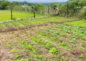 KwaZulu-Natal agriculture and rural development MEC Thembeni KaMadlopha-Mthethwa says household food gardens are key to tackling hunger and building self-sufficiency across the province. Photo: Supplied/Food For Mzansi
