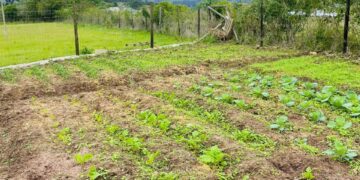 KwaZulu-Natal agriculture and rural development MEC Thembeni KaMadlopha-Mthethwa says household food gardens are key to tackling hunger and building self-sufficiency across the province. Photo: Supplied/Food For Mzansi