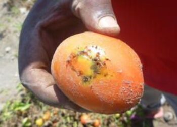 The tomato leaf miner is a highly destructive, invasive pest that was first detected in South Africa in 2016.