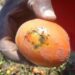 The tomato leaf miner is a highly destructive, invasive pest that was first detected in South Africa in 2016.