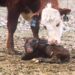 Animal health expert Kenneth Malatji explains that the calving period should be carefully observed to determine if veterinary assistance is required.