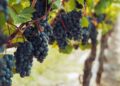 The South African table grape industry continues to thrive, with producers focused on quality, innovation, and expanding global market access. Photo: Supplied/Food For Mzansi