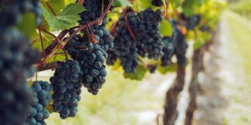 The South African table grape industry continues to thrive, with producers focused on quality, innovation, and expanding global market access. Photo: Supplied/Food For Mzansi