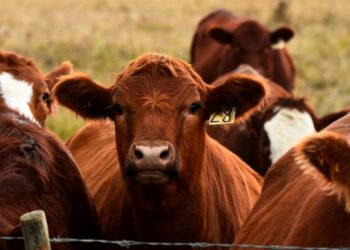 Cattle farming in developing countries is set for a transformation with the launch of the Livestock and Climate Solutions Hub at Cop29, bringing innovations to reduce emissions and enhance productivity. Photo: Supplied/Food For Mzansi