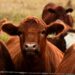 Cattle farming in developing countries is set for a transformation with the launch of the Livestock and Climate Solutions Hub at Cop29, bringing innovations to reduce emissions and enhance productivity. Photo: Supplied/Food For Mzansi