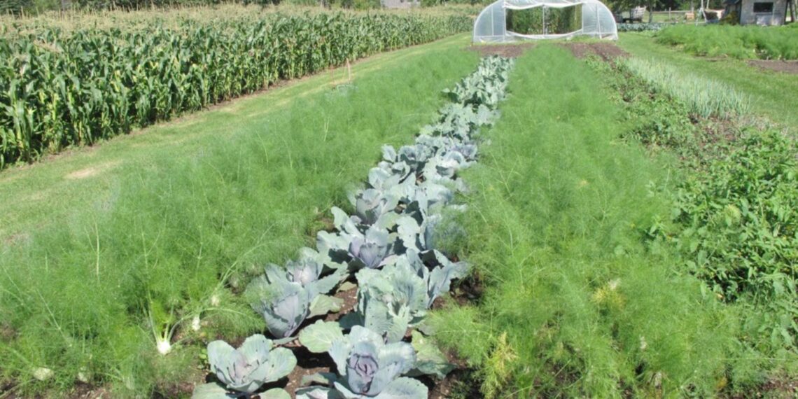 Intercropping fast- and slow-growing plants optimises space and provides shading for seedlings. Photo: Flickr